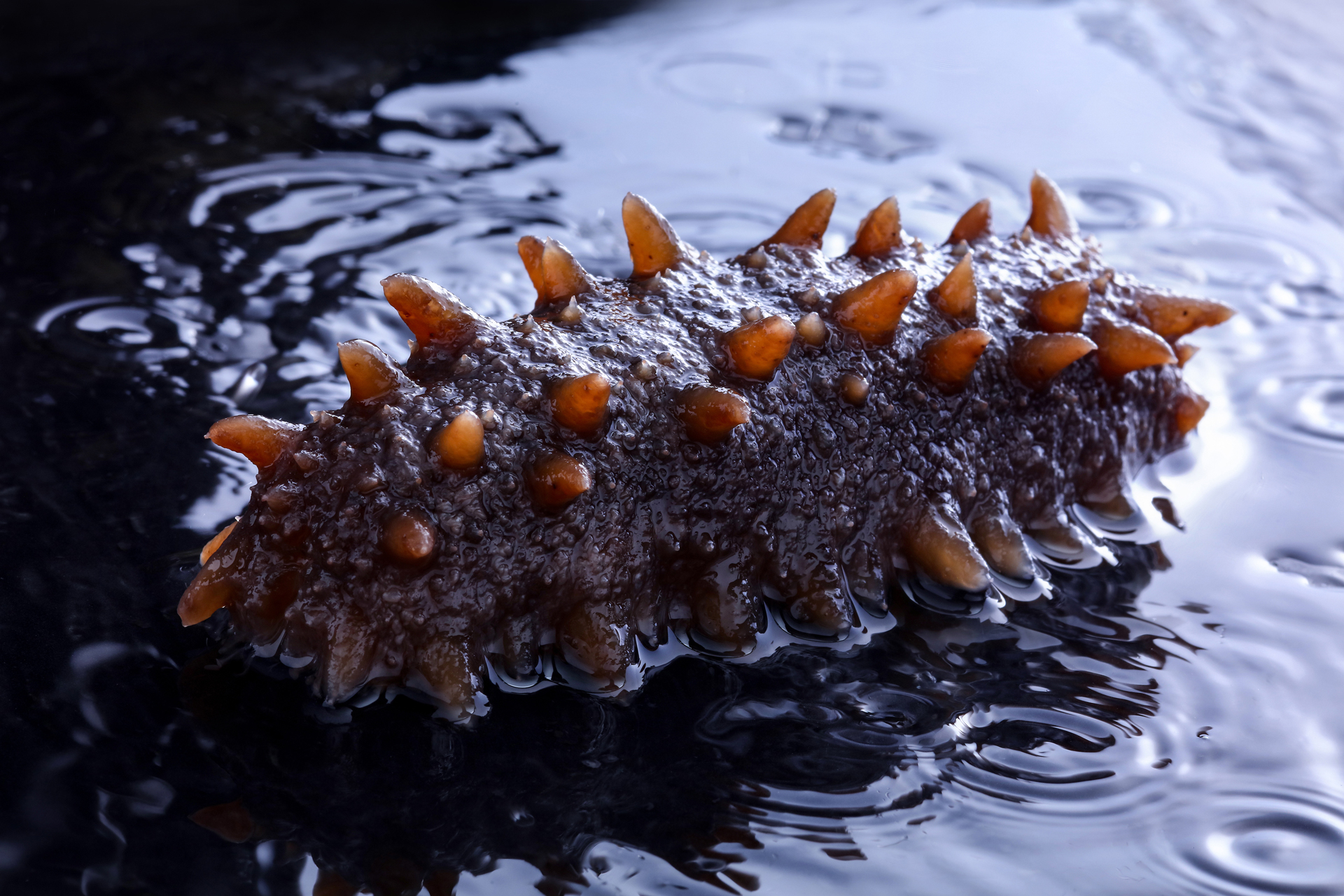 秋季海参滋补食谱合集丨美味与健康一个也不能少